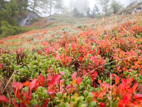 20171001hirschbrunft-6.jpg